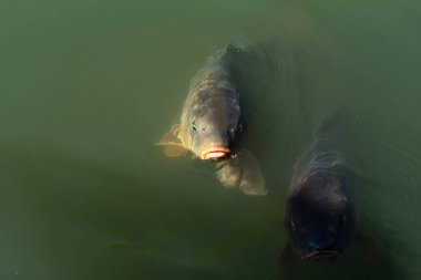 Gölde yiyecek bekleyen balık görüntüsü.