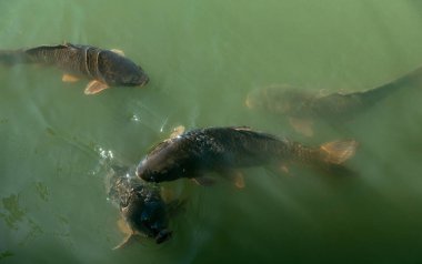 Gölde yiyecek bekleyen balık görüntüsü.