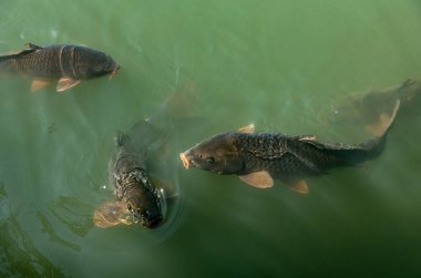 Gölde yiyecek bekleyen balık görüntüsü.