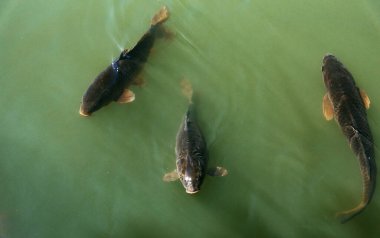 Gölde yiyecek bekleyen balık görüntüsü.