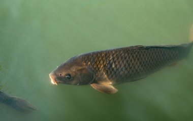 Gölde yiyecek bekleyen balık görüntüsü.