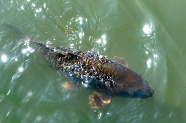 Gölde yiyecek bekleyen balık görüntüsü.