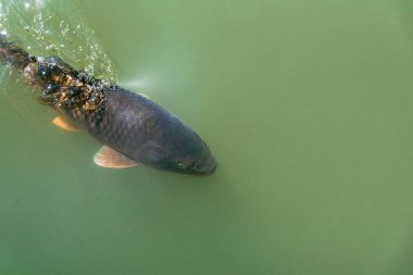 Gölde yiyecek bekleyen balık görüntüsü.