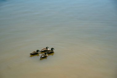 Ördekler gölette yüzüyor.