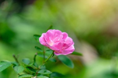 Gertrude Jekyll gül ya da pembe gül bahçesinde.