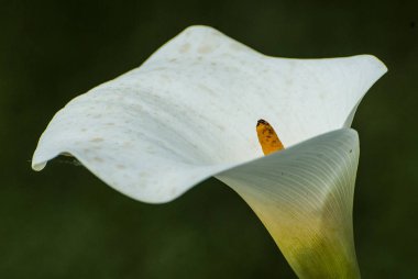 Zantedeschia Aetiopica, botanik, çiçeklenme, Flora, çiçekler