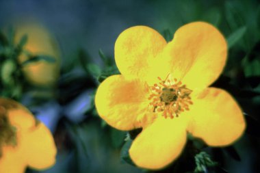 Fields vahşi çiçekler, botanik, çiçeklenme, Flora, çiçekler, sarı