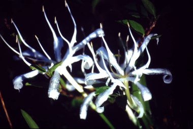 Fields yaban çiçeği, yakın çekim, çiçek, çiçekler, Doğa, beyaz