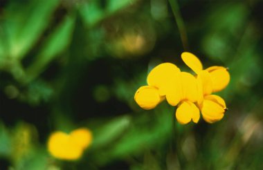 Alanları kır çiçeği, yakın çekim, çiçek, çiçekler, Doğa, sarı