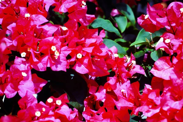 Boungainvellea spectabilis, botanik, çiçeklenme, Flora, çiçekler