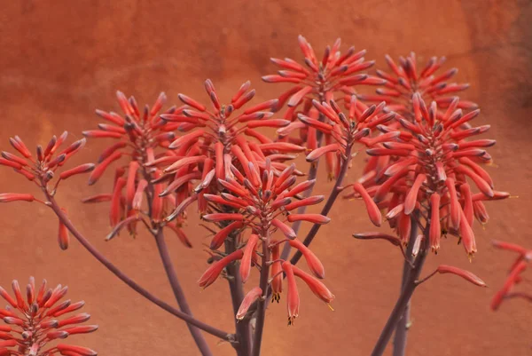 Aloe Flor Flores Natureza Vermelho — Fotografia de Stock