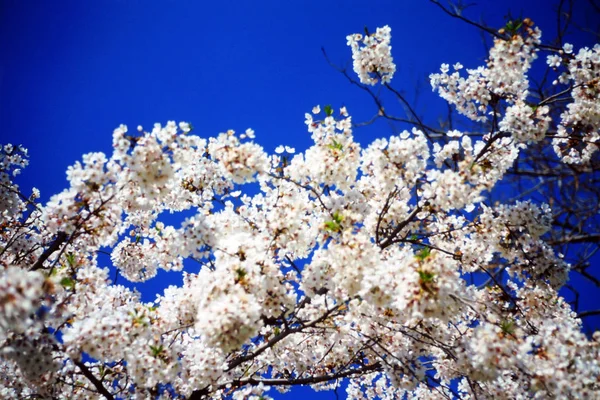 Flor Flores Naturaleza Azul Cielo — Foto de Stock