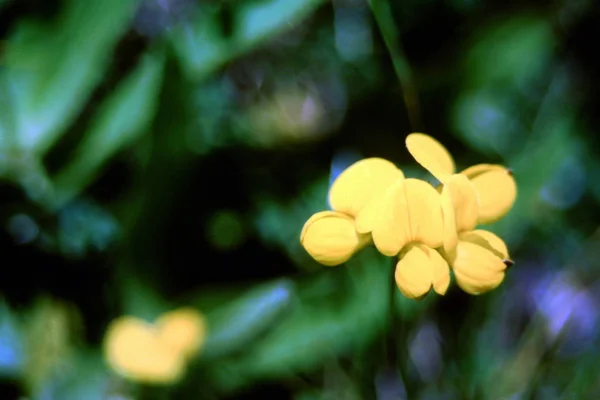 Цветок Дикий Затмение Бесом Воды Природа Желтый — стоковое фото