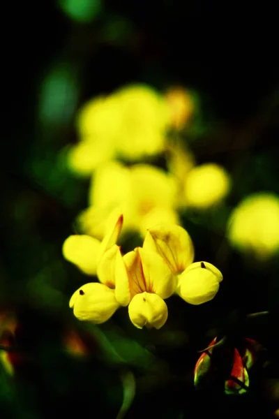 Fields Wild Flower Close Blossom Flowers Nature Yellow — Stock Photo, Image