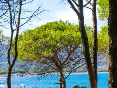 Pines, plaj, Porto Ainu, Budoni, Gallura, Doğu Sardunya, Sardunya, İtalya, Europe yakınındaki
