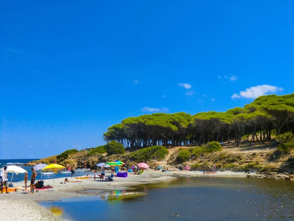 Sosen Przy Plaży Porto Ainu Pobliżu Budoni Gallura Wschodniej Sardynii — Zdjęcie stockowe