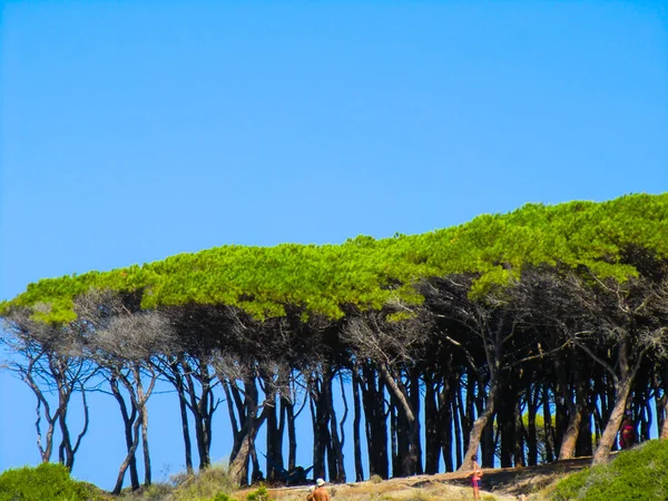 Pines, plaj, Porto Ainu, Budoni, Gallura, Doğu Sardunya, Sardunya, İtalya, Europe yakınındaki