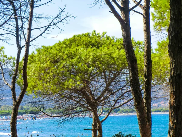 Pines, plaj, Porto Ainu, Budoni, Gallura, Doğu Sardunya, Sardunya, İtalya, Europe yakınındaki