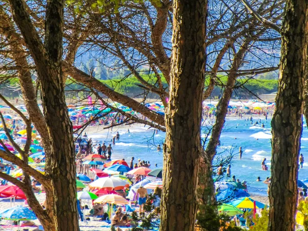 Сосны Пляже Порто Айну Рядом Будони Галлурой Восточной Фелинией Фелинией — стоковое фото