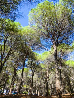 Pines, plaj, Porto Ainu, Budoni, Gallura, Doğu Sardunya, Sardunya, İtalya, Europe yakınındaki