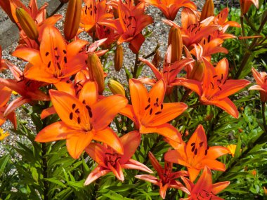 Lilyum speciosum turuncu çiçeklerin Doğa Yakın çekim, Valle Aurina Temmuz ayında alınan, Ahrntal, Alto Adige, Güney Tirol, İtalya