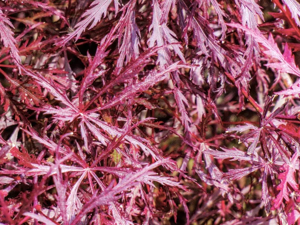 Stockfotos Crimson Queen Japanese Maple Bilder Stockfotografie Crimson Queen Japanese Maple Lizenzfreie Fotos Depositphotos