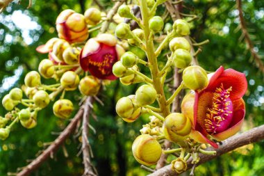 Sala Çiçeği, Ho Chi Minh City Saigon 'daki en eski tapınaklardan biri olan Giac Lam Pagoda' da, 1744 yılında Ho Chi Minh City, Vietnam 'da inşa edilen bir ağaçta yetişir. Gülle çiçeği olarak da bilinir, bu çiçeğin bilimsel adı couroupita guianensis 'dir.