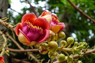 Sala Çiçeği, Ho Chi Minh City Saigon 'daki en eski tapınaklardan biri olan Giac Lam Pagoda' da, 1744 yılında Ho Chi Minh City, Vietnam 'da inşa edilen bir ağaçta yetişir. Gülle çiçeği olarak da bilinir, bu çiçeğin bilimsel adı couroupita guianensis 'dir.