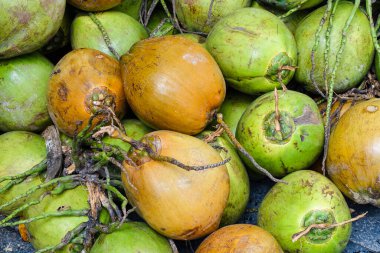 A stack of coconuts in in Hoi An, Vietnam, July 2025