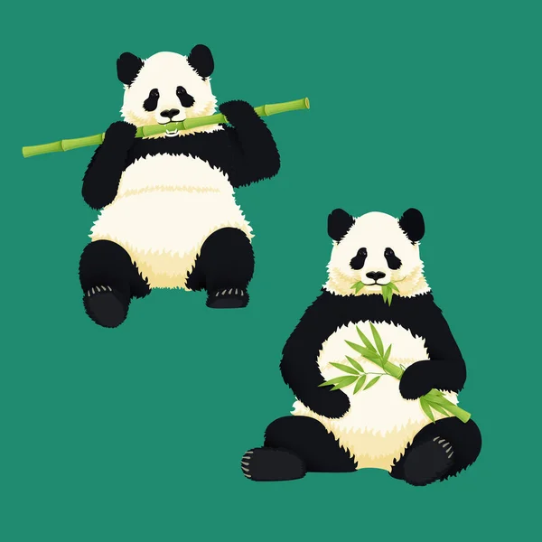 Pandas gigantes sentados e comendo. Urso preto e branco segurando e mastigando bambu . — Vetor de Stock