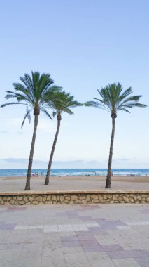 Valencia'da bir plajda üç palmiye ağacının görünümü