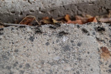 karıncaların makro görünümü