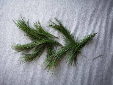 Çam dalları, Noel hazırlıkları