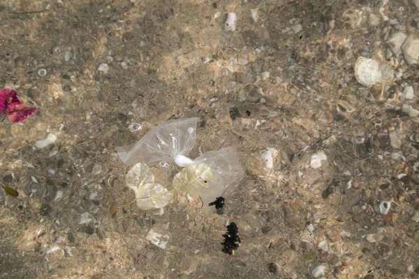 Пластиковые помои, купающиеся в Красном море Лицензионные Стоковые Фото