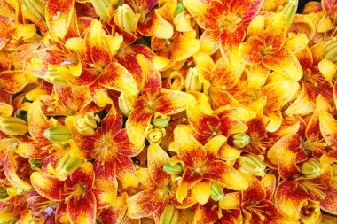 Tiger Lily çiçekler bir bahçe. Lilyum lancifolium. Çiçeklerle dolu dolu arka plan.