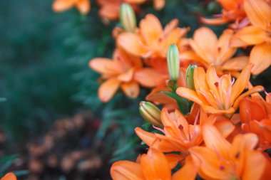Turuncu lily çiçekler arka plan. Koyu kırmızı Asya lily yaz çiçek bahçesinde tam çiçeklenme. Parlak kırmızı, yeşil ve güzel Asya lilyum arka plan.