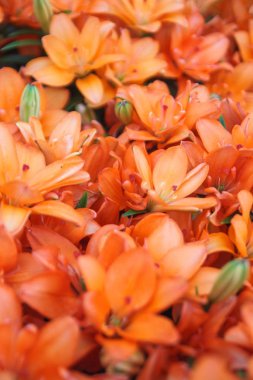 Turuncu lily çiçekler arka plan. Koyu kırmızı Asya lily yaz çiçek bahçesinde tam çiçeklenme. Parlak kırmızı, yeşil ve güzel Asya lilyum arka plan.