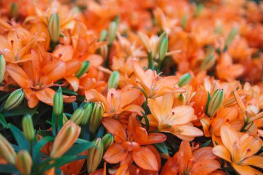 Turuncu lily çiçekler arka plan. Koyu kırmızı Asya lily yaz çiçek bahçesinde tam çiçeklenme. Parlak kırmızı, yeşil ve güzel Asya lilyum arka plan.