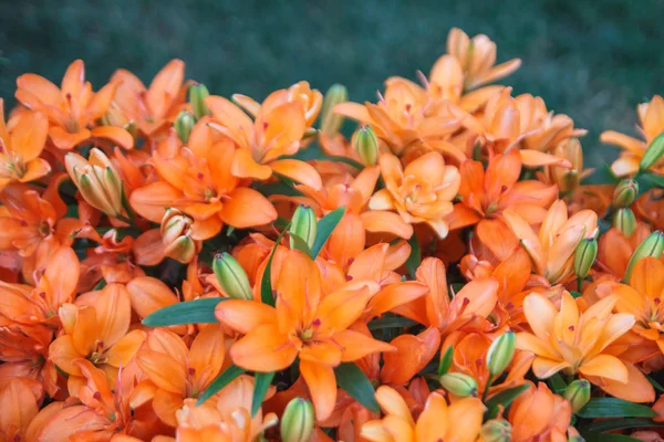 Laranja Lírio Flores Fundo Floração Cheia Lírio Asiático Vermelho Profundo — Fotografia de Stock