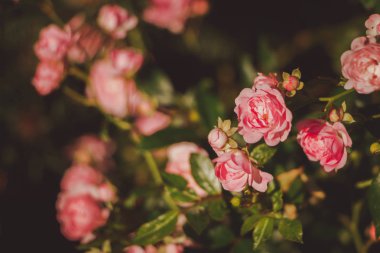 Pembe Şam gül bush closeup gri duvar arka plan üzerinde. Küçük çalı gülleri. Akşam ışığı güzel aydınlatır. Bir sosyal ağ için serin renk tonu.