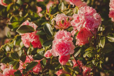 Pembe Şam gül bush closeup gri duvar arka plan üzerinde. Küçük çalı gülleri. Akşam ışığı güzel aydınlatır. Bir sosyal ağ için serin renk tonu.