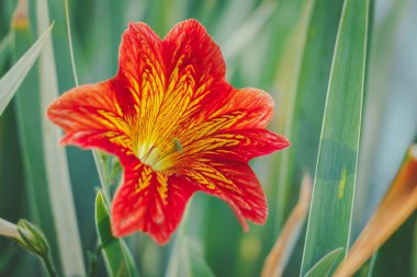 Salpiglossis sinuata çiçek doğada. Pembe çiçekler, zambaklarla bir olağandışı dokulu güzel desen benzer. Çiçek arka plan duvar kağıdı için. Bir sosyal ağ için serin renk tonu.