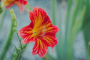 Salpiglossis sinuata çiçek doğada. Pembe çiçekler, zambaklarla bir olağandışı dokulu güzel desen benzer. Çiçek arka plan duvar kağıdı için. Bir sosyal ağ için serin renk tonu.