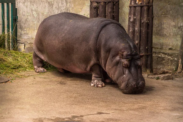 Великий Бегемота Зоопарку Рига — стокове фото