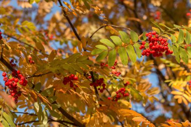 Sonbahar rowan ağacı ile kırmızı meyveler ve renkli bırakır. Sonbahar rahat arka plan. Rowan kümeleri.