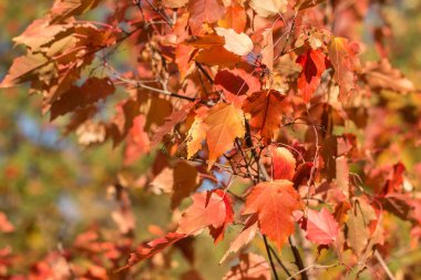 Sonbahar kırmızı yapraklar genç maples dalları üzerinde. Mavi gökyüzüne karşı sonbahar ağaçlar.