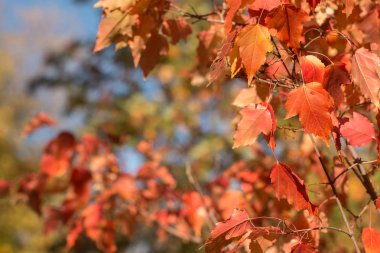 Sonbahar kırmızı yapraklar genç maples dalları üzerinde. Mavi gökyüzüne karşı sonbahar ağaçlar.