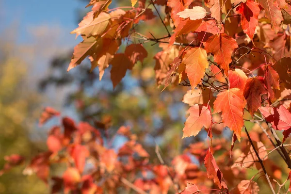 Осенняя Красная Листва Ветвях Молодых Кленов Осенние Деревья Против Голубого — стоковое фото