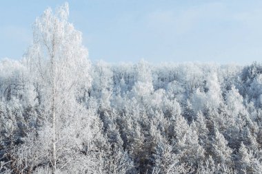 Mutlu yeni yıl veya Noel kutlama kavramı. Doğa kavramı arka plan güzelliği. Kış ormanda hoarfrost. Birkaç plan.
