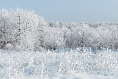 Orman hoarfrost ile kaplıdır. Soğuk ve güzel. Beyaz Kış masal. Sihir hissi. Pitoresk ve muhteşem kış sahne.